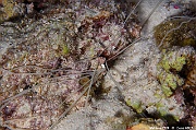 Loimia medusa Ver spaghetti Maldives Maaya Thila-17m-20240422nuit-da-DSC_5881_tn